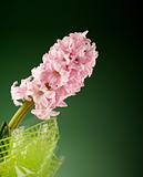 pink flower hyacinth in wrapping