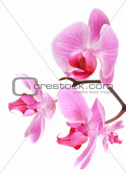 orchid flowers on branch