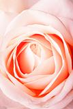 Peach rose close-up background
