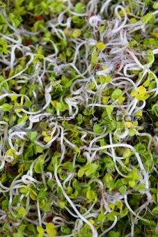 Curly Daikon Sprouts