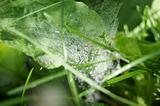 Web with dew drops