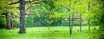 Sunny park with oak