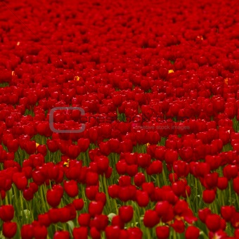 Red tulips 