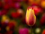 Beautiful tulip