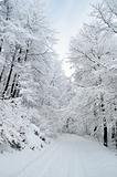 White pathway through frozen forest