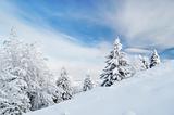 winter calm mountain landscape with beautiful fir trees on slope