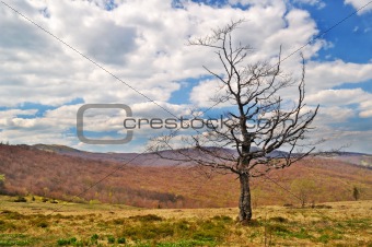 Lonely dying tree in the mountains