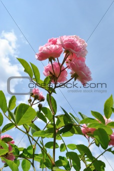 The pink flowers of rose against light blue sky