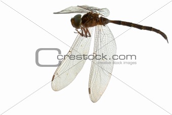 dragonfly isolate on white