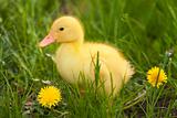 Little duckling 