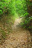 bamboo forest path