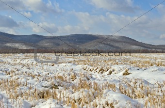 The cleaned fields covered with snow