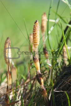 spring shoots of horsetail