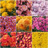 Collection of different species of chrysanthemums