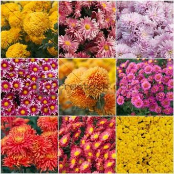 Collection of different species of chrysanthemums