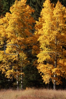 Autumn Poplar Trees