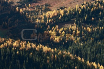 Autumn Alpine Larch Trees