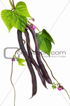 Violet kidney beans