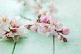 almond blossom still life