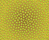 Vector color texture - pattern of cells