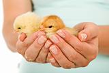 Spring chickens in woman hand