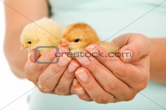 Spring chickens in woman hand