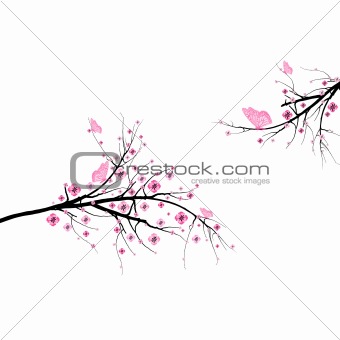 Blossom cherry 