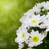 Beautiful white chrysanthemum