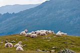 Sheep on a alpine mountain pasture