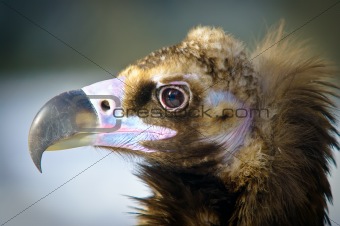 Detailed portrait of a brown head vulture