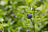 blueberry shrubs and spider web