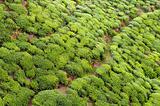 Tea Tree Field