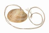 Seashell Pendant