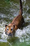 tiger on river staring at camera