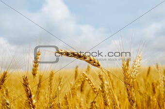 gold barley