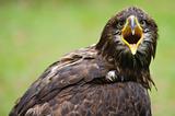 furious golden eagle