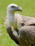 griffon vulture portrait