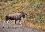 Bull Moose Alberta