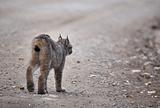 Rocky Mountain Lynx