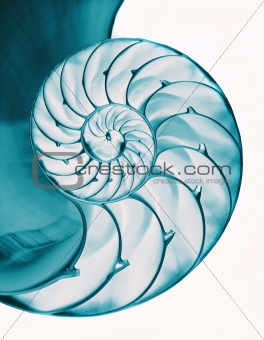 Chambered nautilus shell