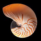 Nautilus shell exterior, isolated