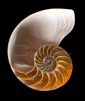Nautilus shell interior, isolated