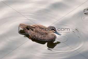 Australian duck