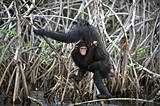 Chimpanzee with a cub.