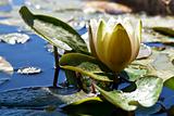 White Water Lily in a Pond