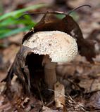 Good Hiding Place - Edible Mushroom
