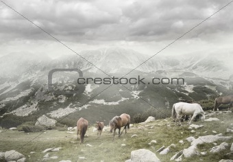 Wild horses grazing