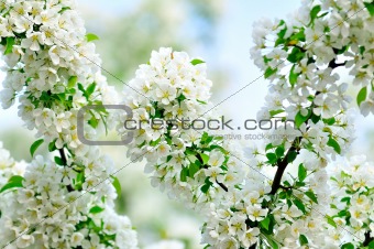 Blossoming white branch