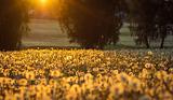 Sunset on dandelion field