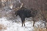 Bull Moose in Winter
